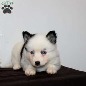 Hattie, Pomsky Puppy